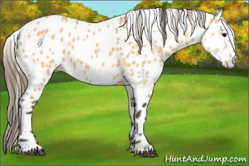 Horse Color:Buckskin Appaloosa 