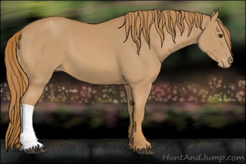 Horse Color:Chestnut Varnish 