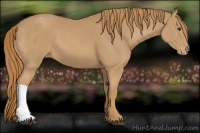 Horse Color:Chestnut Appaloosa 