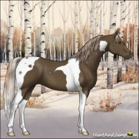 Horse Color:Chocolate Palomino Tobiano