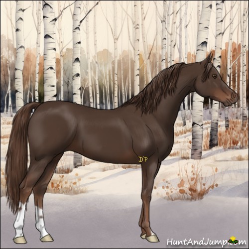 Horse Color:Liver Chestnut 