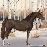 Horse Color:Liver Chestnut 
