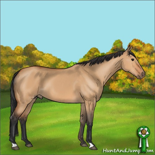 Horse Color:Bay Dun 