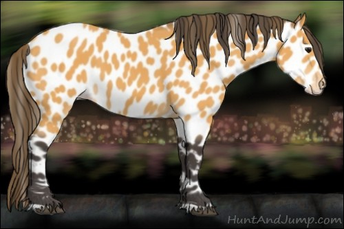 Horse Color:Buckskin Leopard 