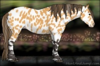 Horse Color:Buckskin Leopard 