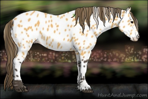 Horse Color:Buckskin Appaloosa