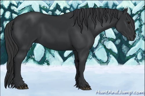 Horse Color:Black 