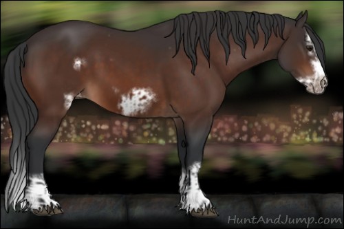 Horse Color:Brown Sabino Splash Appaloosa  and Brown Sabino Splash Frame Appaloosa 