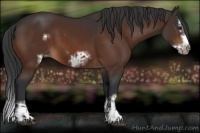 Horse Color:Brown Sabino Splash Appaloosa  and Brown Sabino Splash Frame Appaloosa 