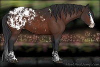 Horse Color:Bay Sabino Splash Blanket  and Brown Sabino Splash Blanket 