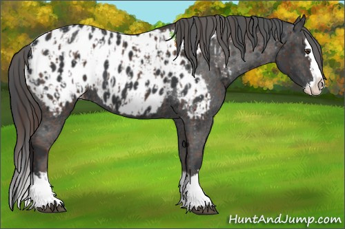 Horse Color:Liver Chestnut Splash Appaloosa  and Black Sabino Splash Appaloosa 