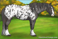 Horse Color:Liver Chestnut Splash Appaloosa  and Black Sabino Splash Appaloosa 