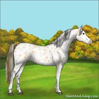 Horse Color:Buckskin Appaloosa 