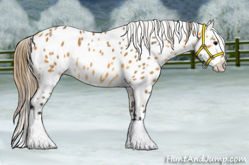 Horse Color:Buckskin Appaloosa