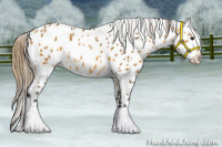 Horse Color:Buckskin Appaloosa 