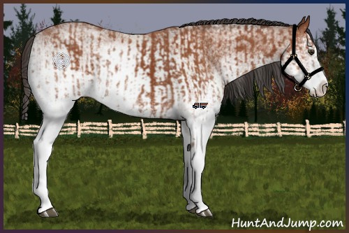 Horse Color:White Spotted Bay Splash  and White Spotted Bay Splash 