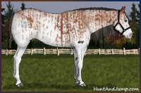 Horse Color:White Spotted Bay Splash  and White Spotted Bay Splash 