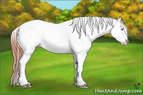 Horse Color:White Spotted Sable Champagne Frame Appaloosa