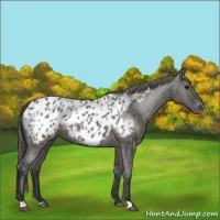 Horse Color:Grullo Appaloosa 