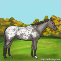 Horse Color:Grullo Appaloosa 