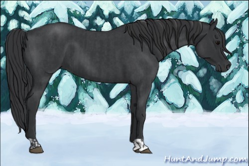 Horse Color:Black  and Blue Roan 