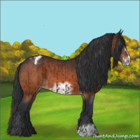 Horse Color:Brown Blanket  and Bay Frame Blanket 
