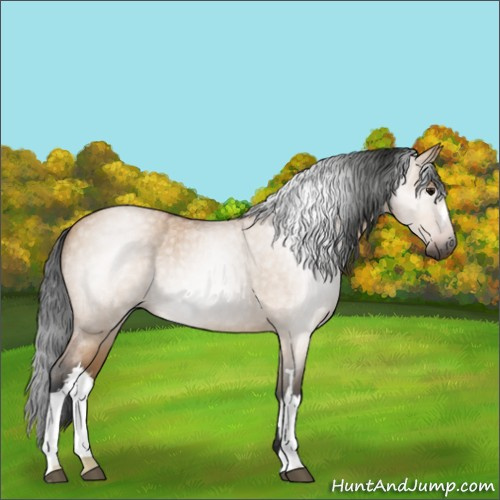 Horse Color:Gray Bay Roan Dun 