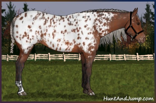 Horse Color:Bay Near Leopard  and Silver Bay Near Leopard 