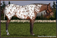 Horse Color:Bay Near Leopard  and Silver Bay Near Leopard 