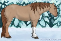 Horse Color:Red Dun 