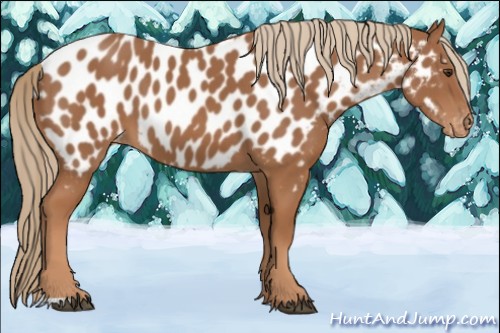 Horse Color:Chestnut Appaloosa
