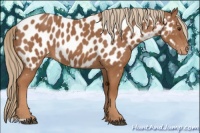 Horse Color:Chestnut Appaloosa