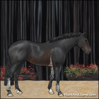 Horse Color:Brown Tobiano 