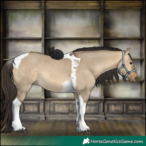 Horse Color:Buckskin Dun Tobiano 