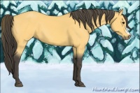 Horse Color:Buckskin 