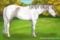 Horse Color:Gray Silver Black Pearl Tobiano 