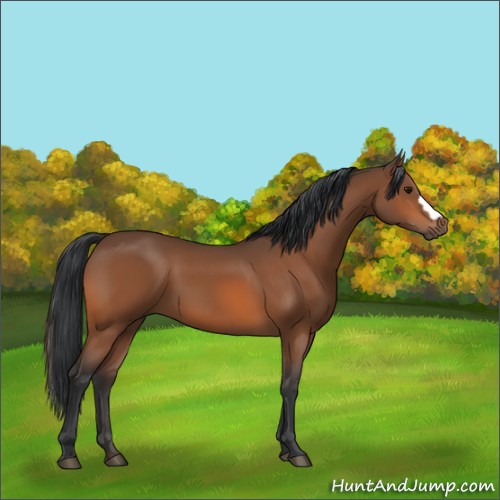 Horse Color:Bay 