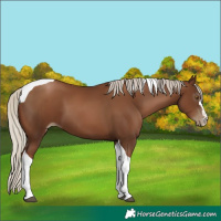 Horse Color:Gray Silver Black Pearl Tobiano
