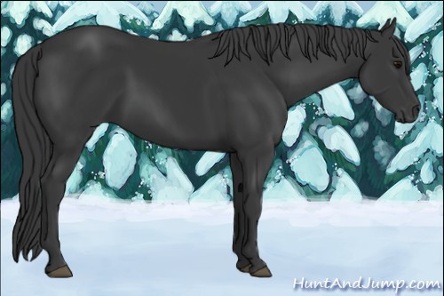 Horse Color:Black 