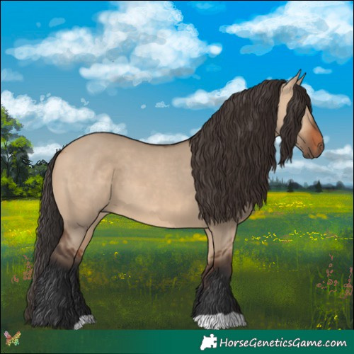 Horse Color:Bay Dun