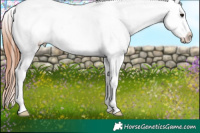 Horse Color:Brown Roan Appaloosa 