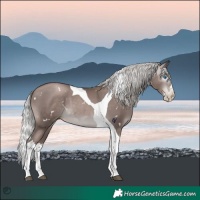 Horse Color:Gray Platinum White Spotted Silver Black Pearl Splash Tobiano Rabicano