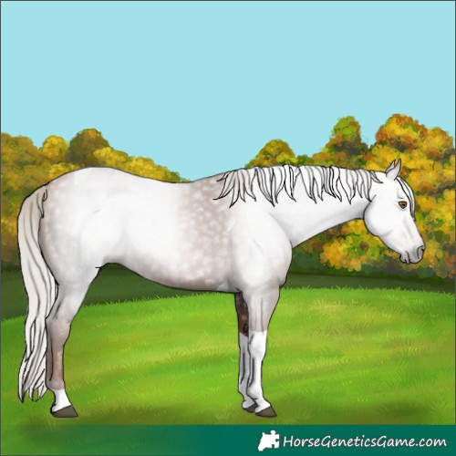 Horse Color:Gray Silver Black Pearl Tobiano 