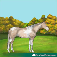Horse Color:Chocolate Palomino Pearl Tobiano Frame  and Chocolate Palomino Pearl Tobiano Frame 