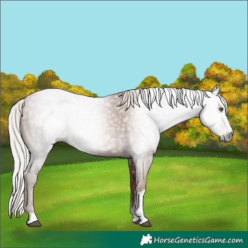 Horse Color:Gray Silver Black Pearl Tobiano 