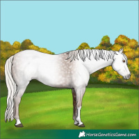 Horse Color:Gray Silver Black Pearl Tobiano 