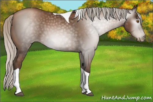 Horse Color:Gray Silver Black Pearl Tobiano 