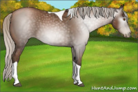 Horse Color:Gray Silver Black Pearl Tobiano