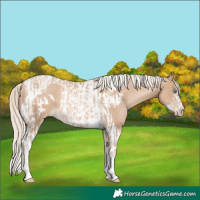 Horse Color:Chocolate Palomino Pearl Tobiano Frame and Chocolate Palomino Pearl Tobiano Frame