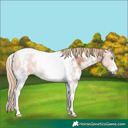 Horse Color:Gold Champagne Sabino Tobiano 
